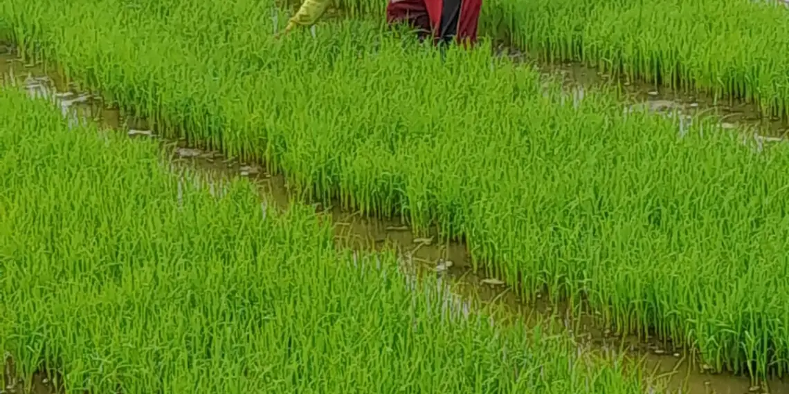 Potensi Keunggulan Produk Pertanian Desa