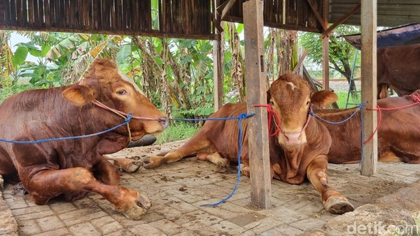 Peternakan Sapi