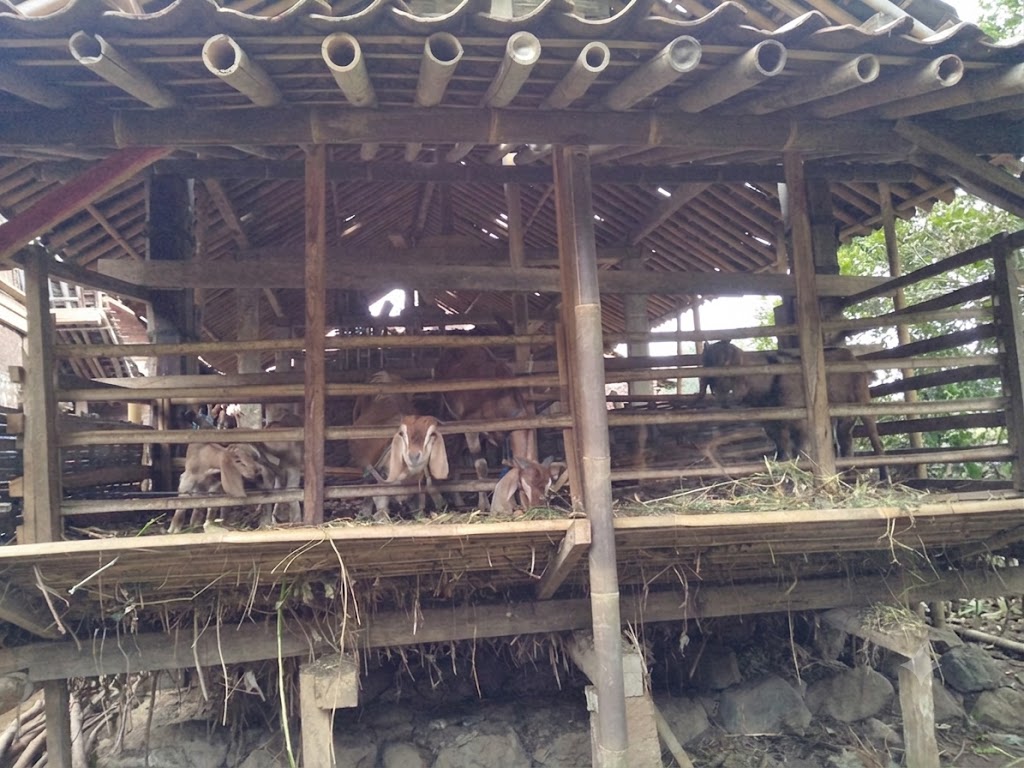 Peternakan Kambing