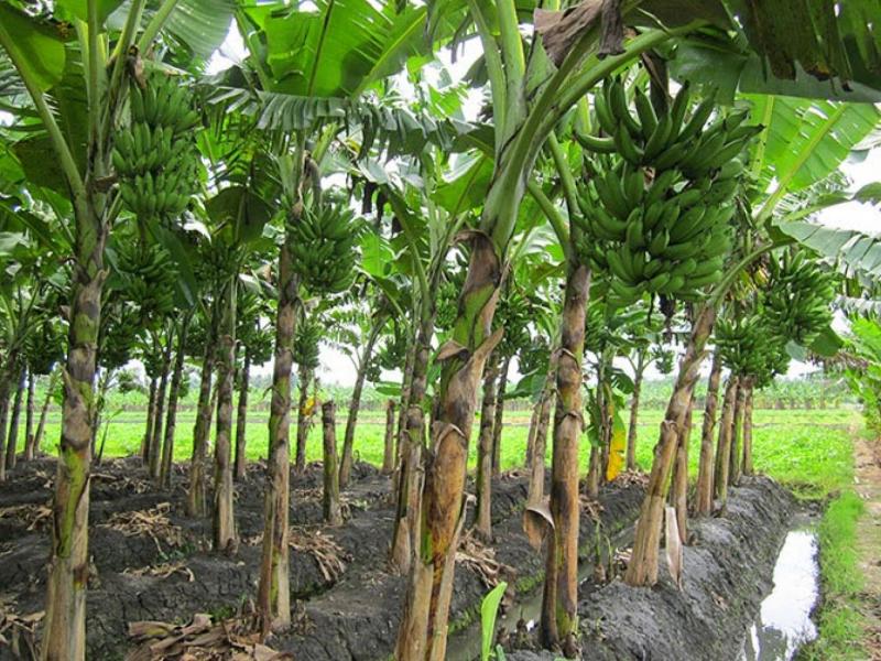 KEBUN PISANG